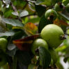 Evergreen Guava Cultivation