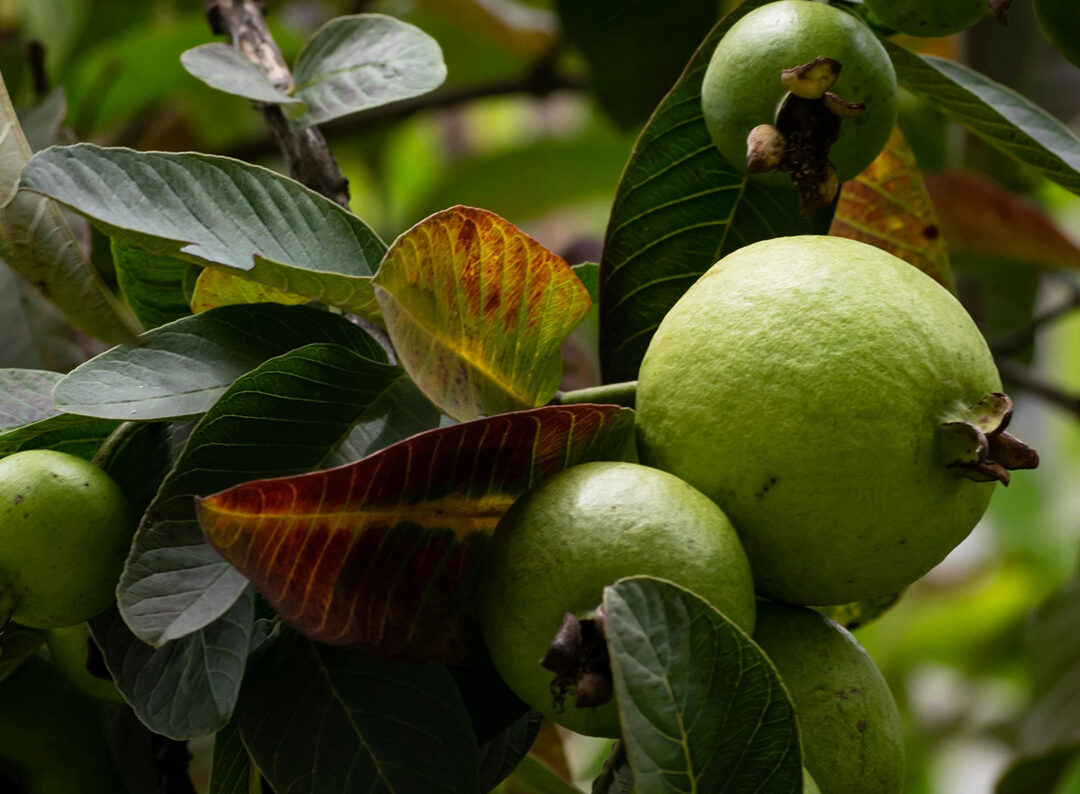 Evergreen Guava Cultivation
