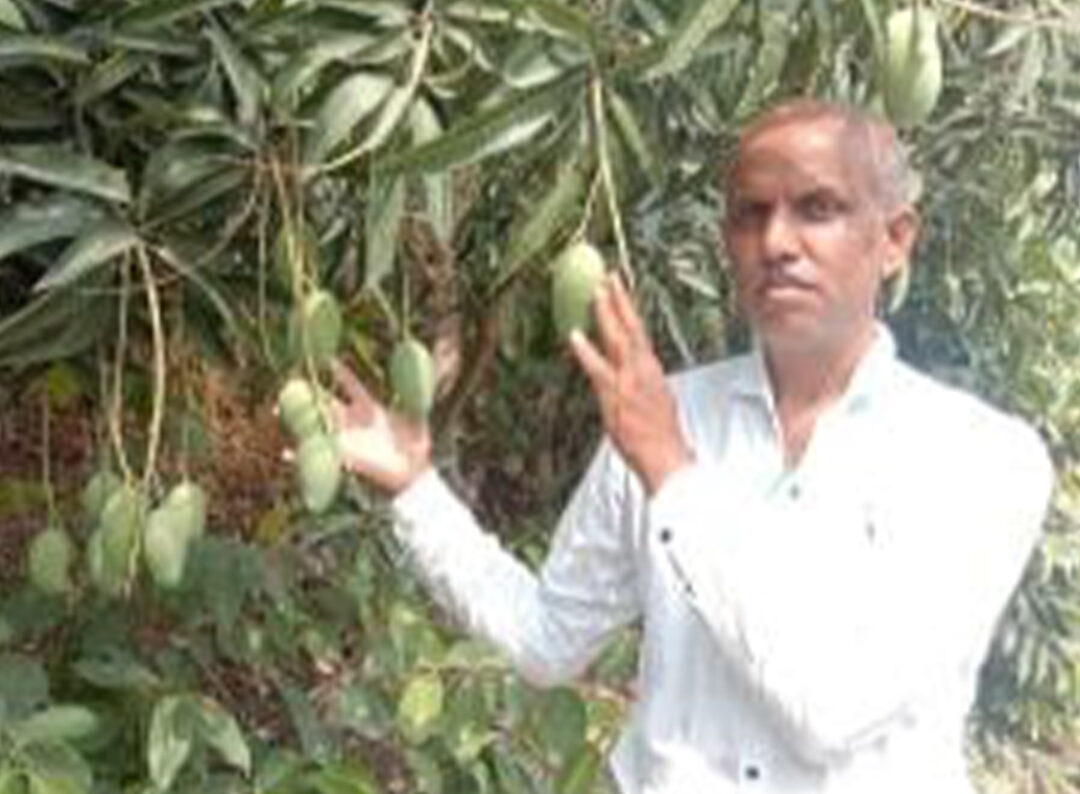 Zen Mango Farming